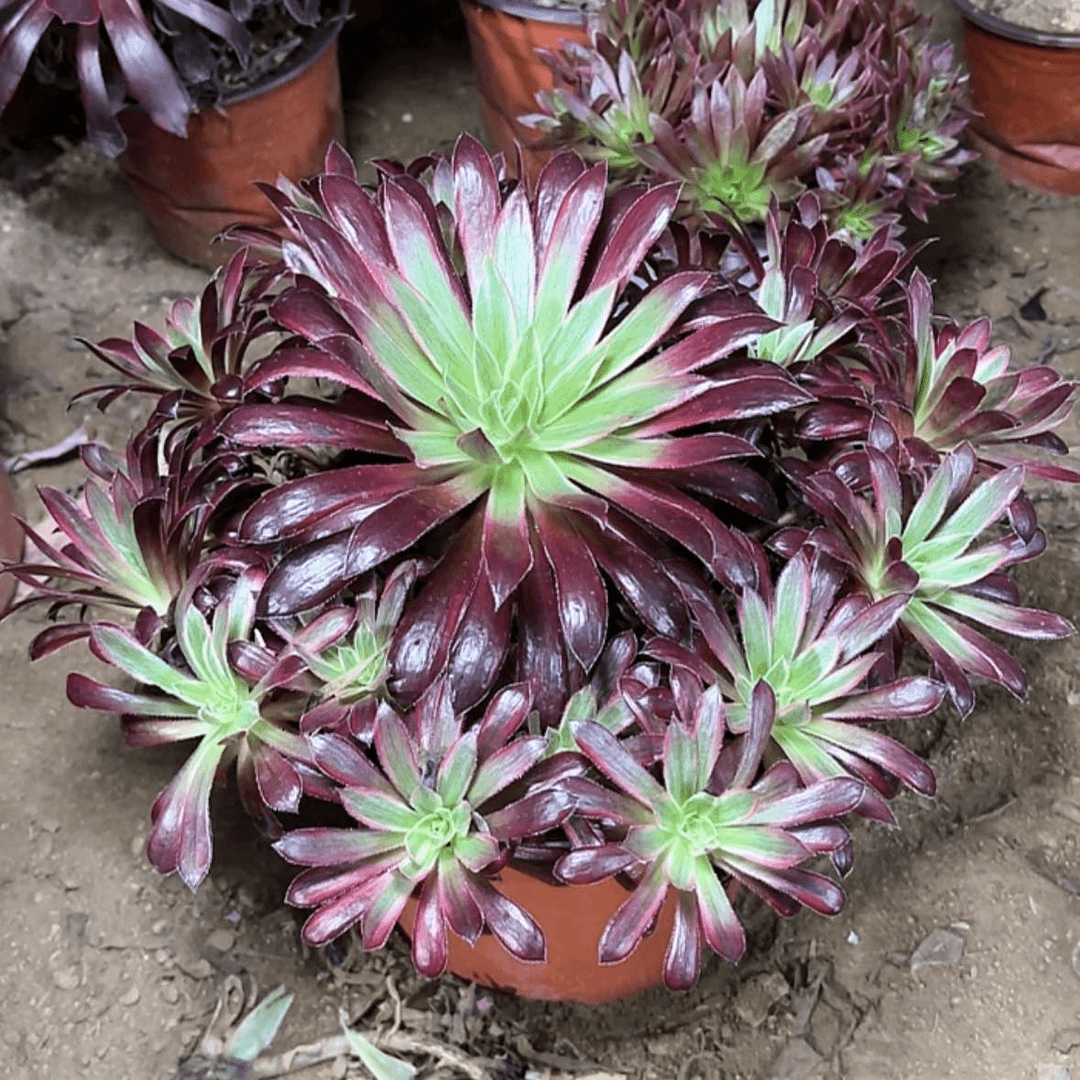 【闪购商品】多肉29