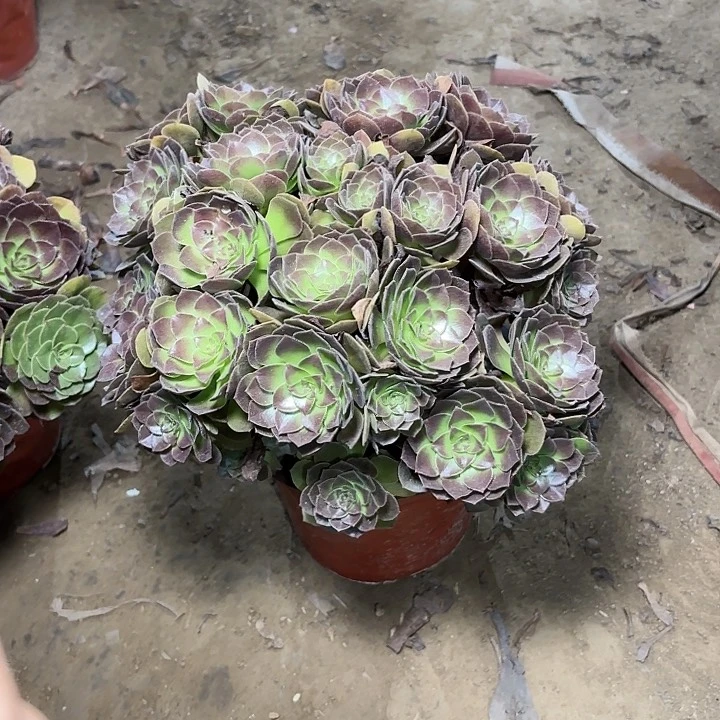 多肉植物赤艳莲29