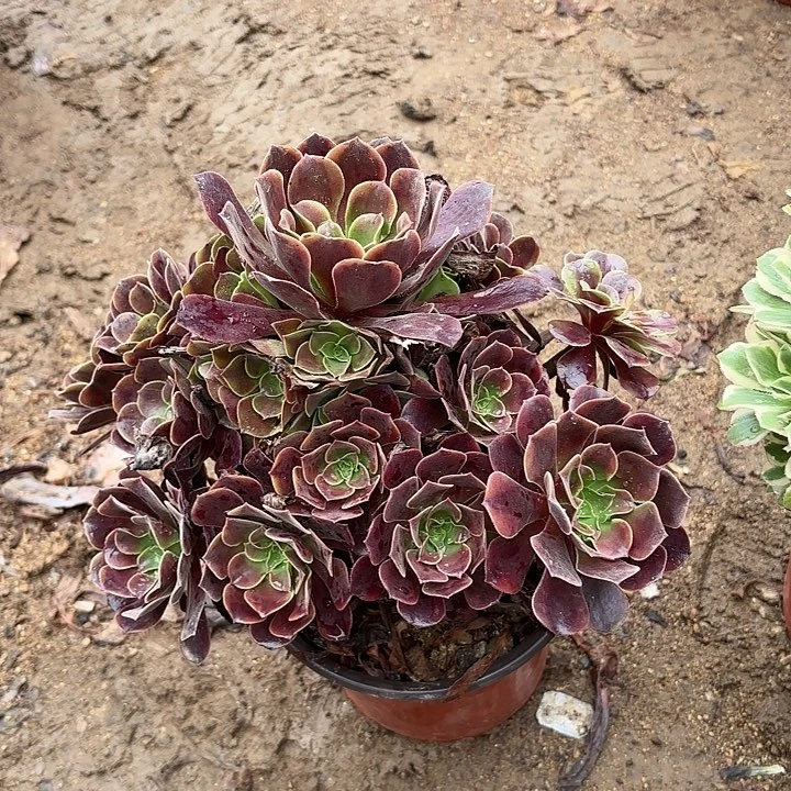 多肉植物欧嘉莉27