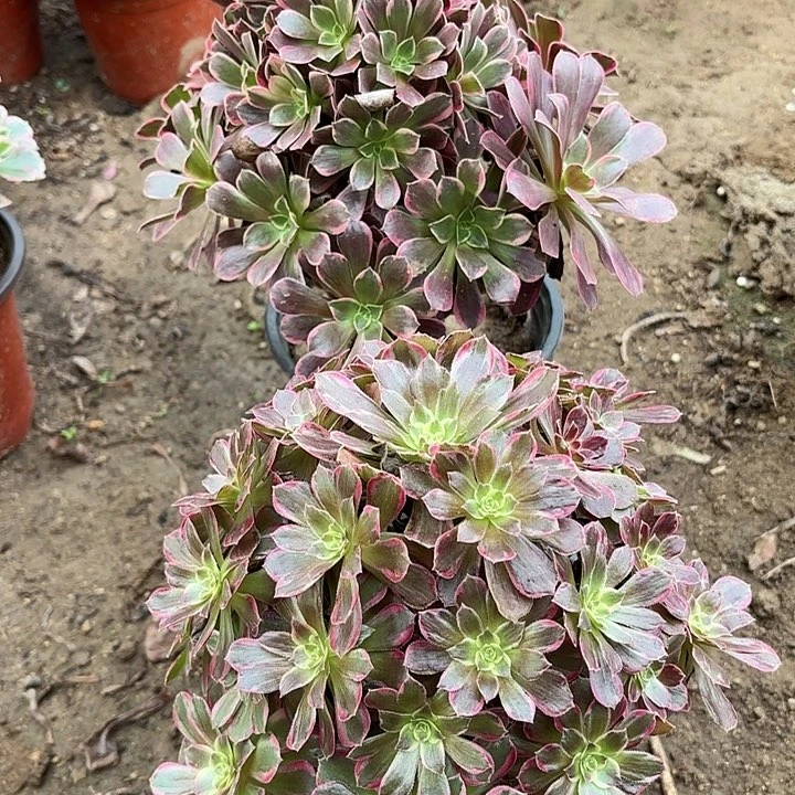 多肉植物法师两颗9