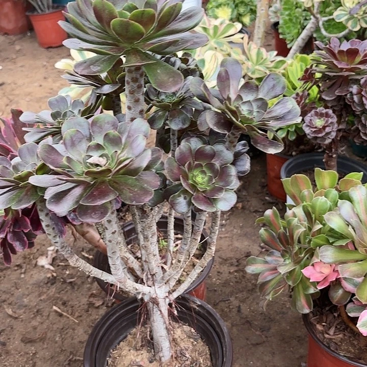 多肉植物圆叶灰43