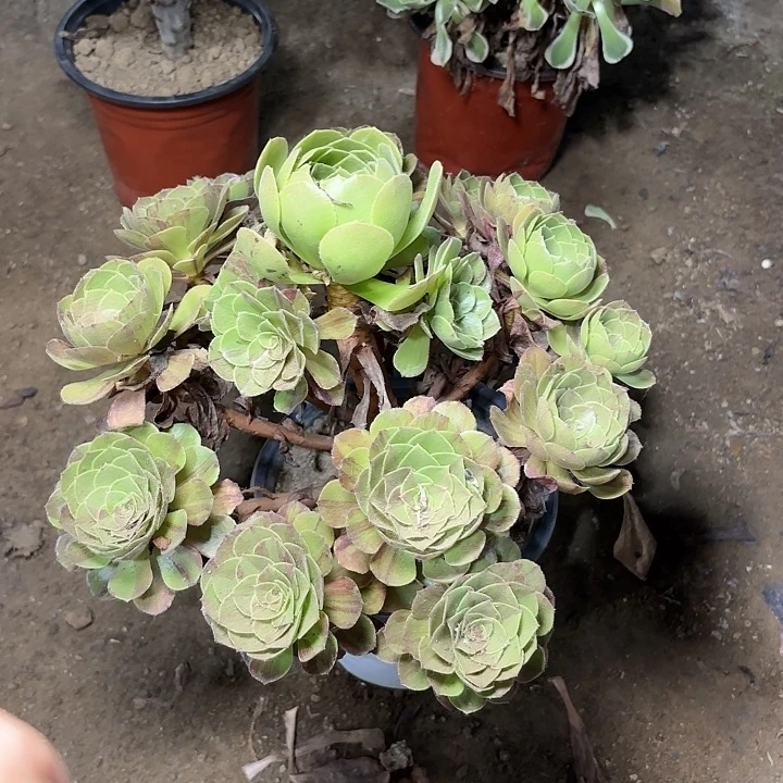 多肉植物花月夜41