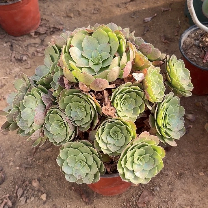 多肉植物万圣节50