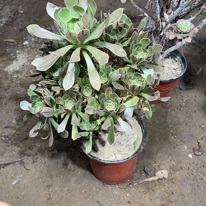 多肉植物原始绿31