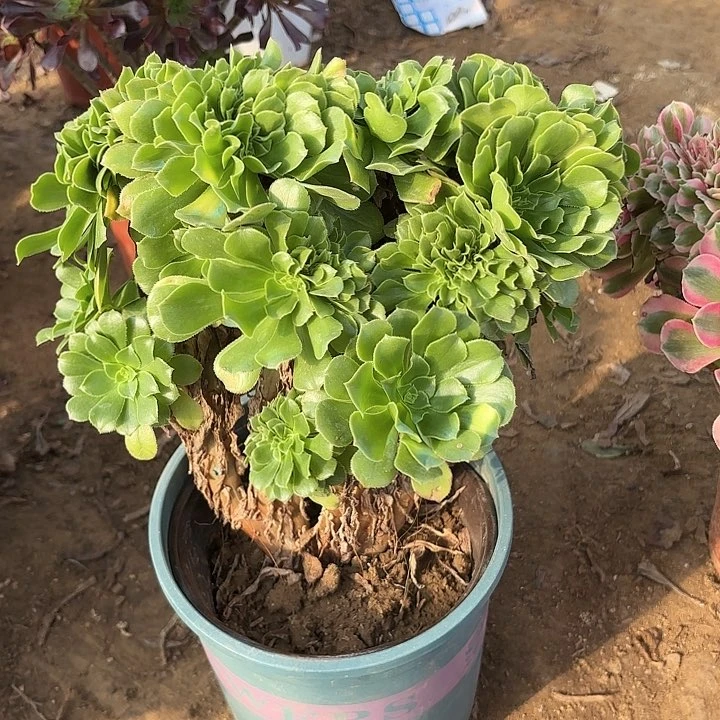 多肉植物绿羊绒缀52