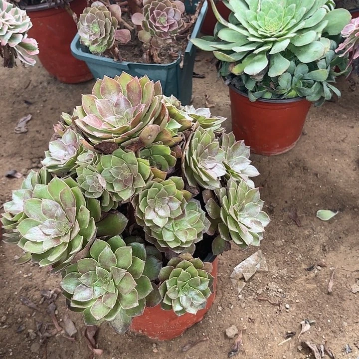 多肉植物桃花石77