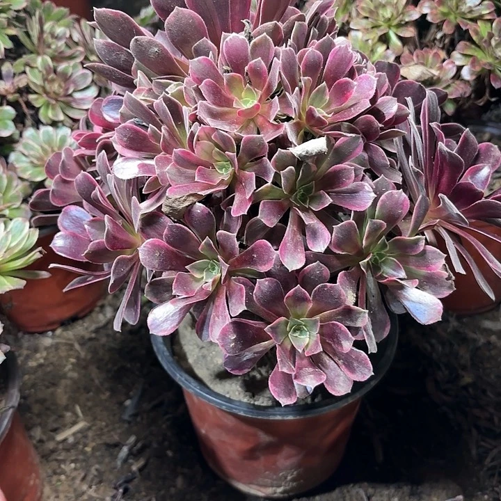 多肉植物金丝雀10