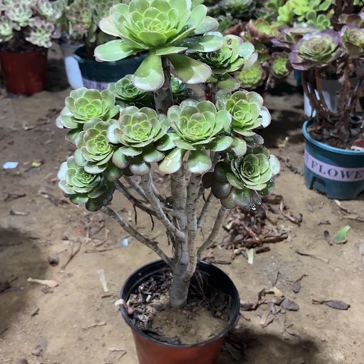 多肉植物圆叶灰63