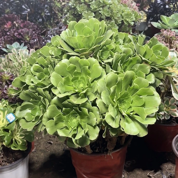 倾**暖多肉植物绿羊绒70