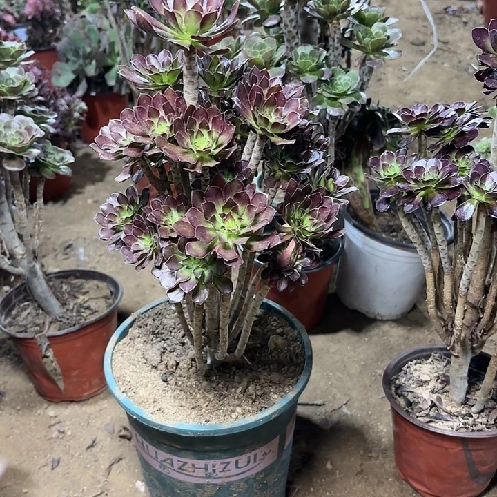 多肉植物法师绿剑39