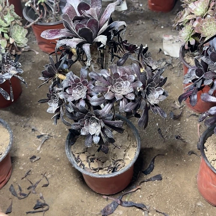 多肉植物法师墨法33