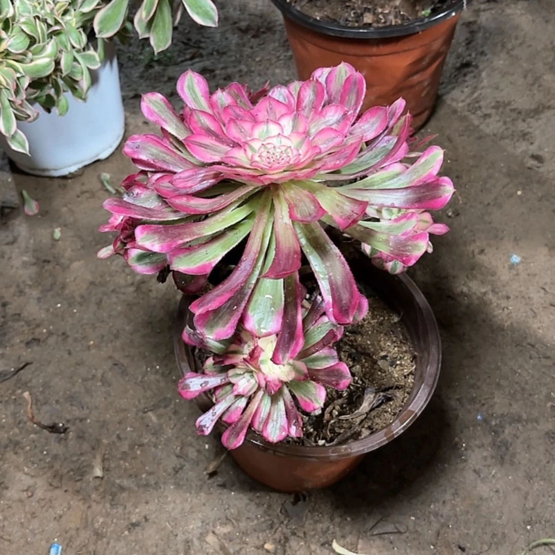 【闪购商品】多肉134