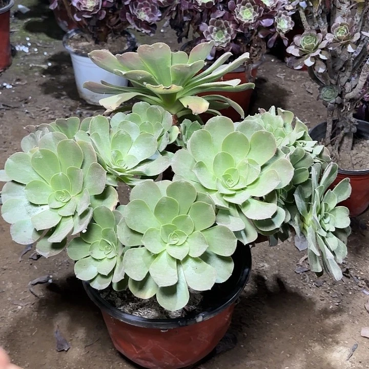 多肉植物加州香炉盘36