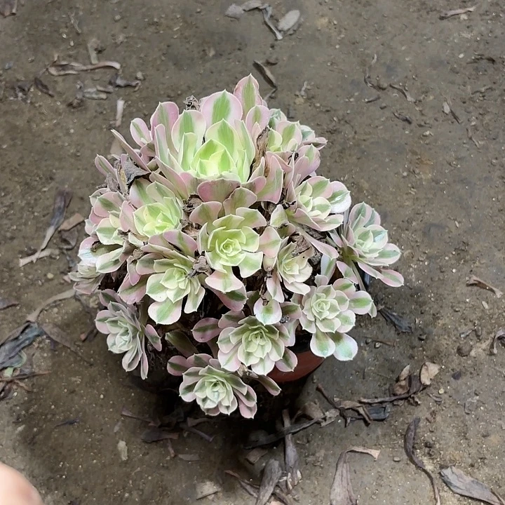 多肉植物粉女巫50