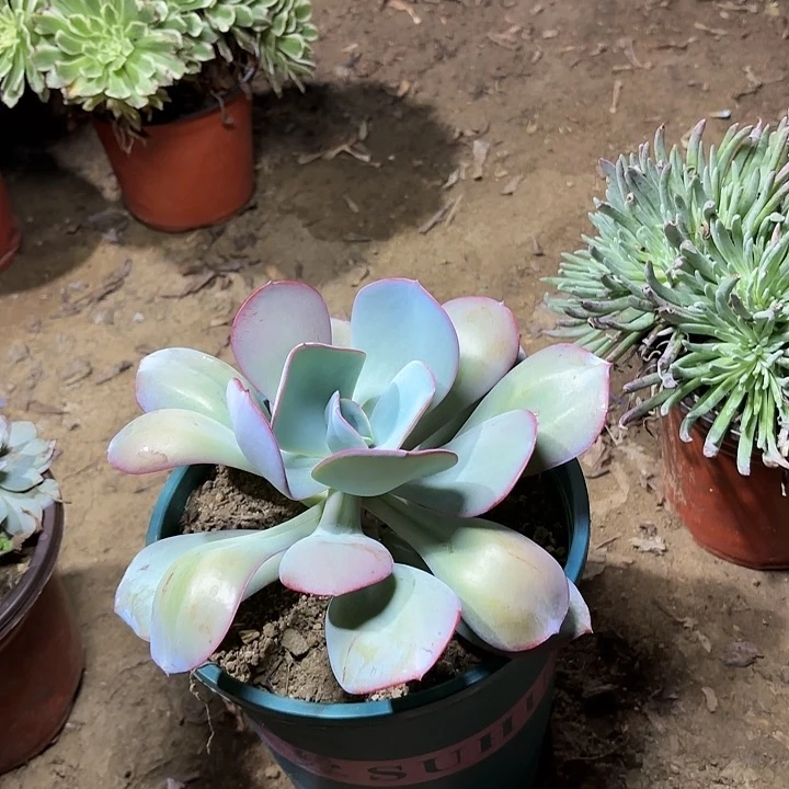 多肉植物布鲁克迪兰50