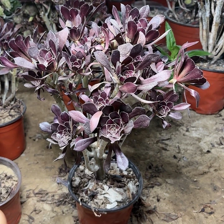 多肉植物法师黑法30
