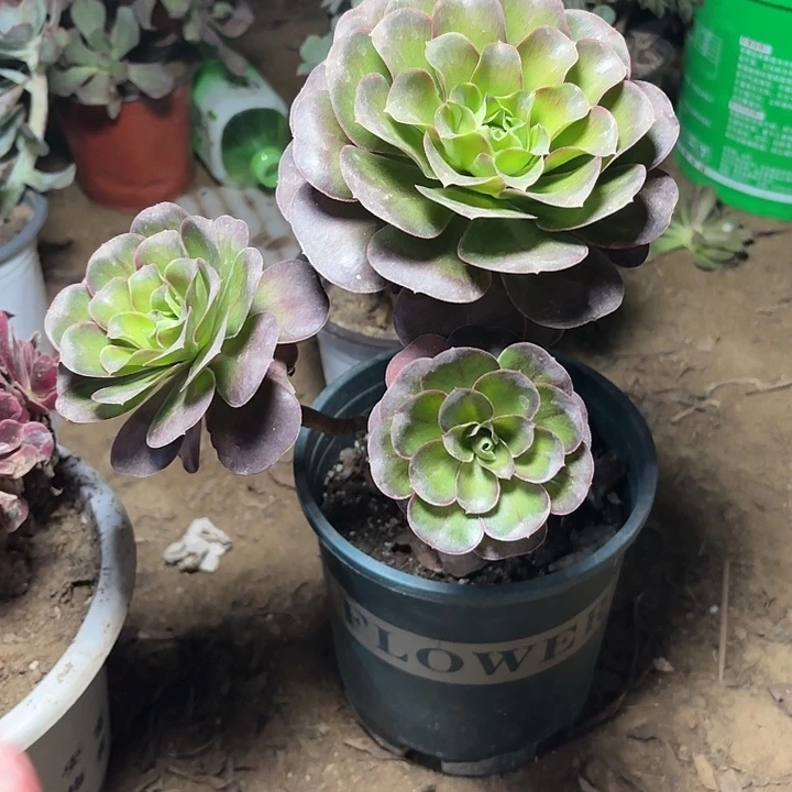 多肉植物法师魅金27