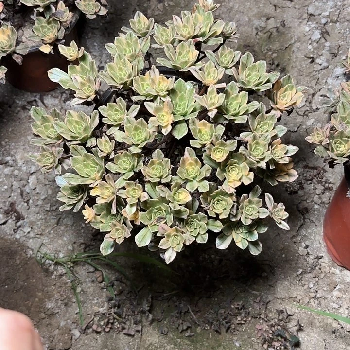 多肉植物法师甜茶32