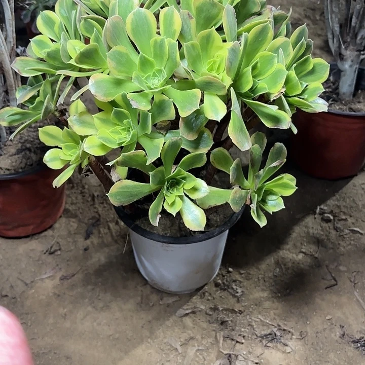 多肉植物法师青檬73