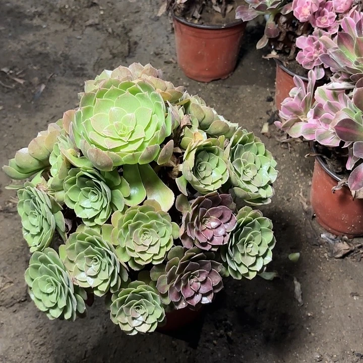 多肉植物万圣节87