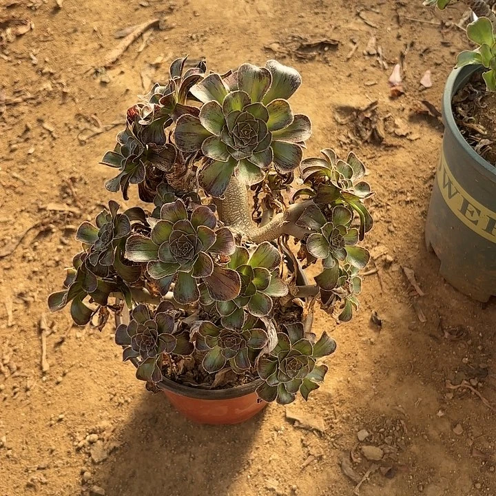 多肉植物法师拉丝金51