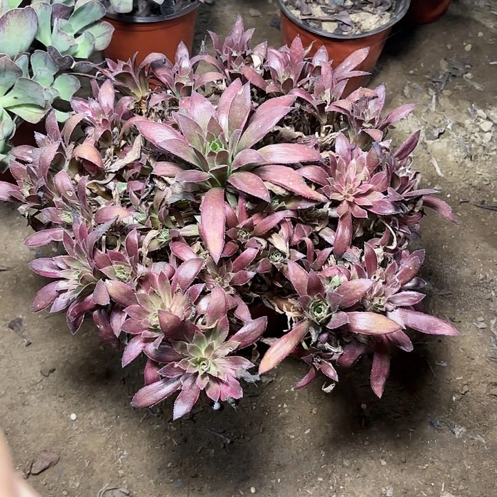 多肉植物孔雀锦37