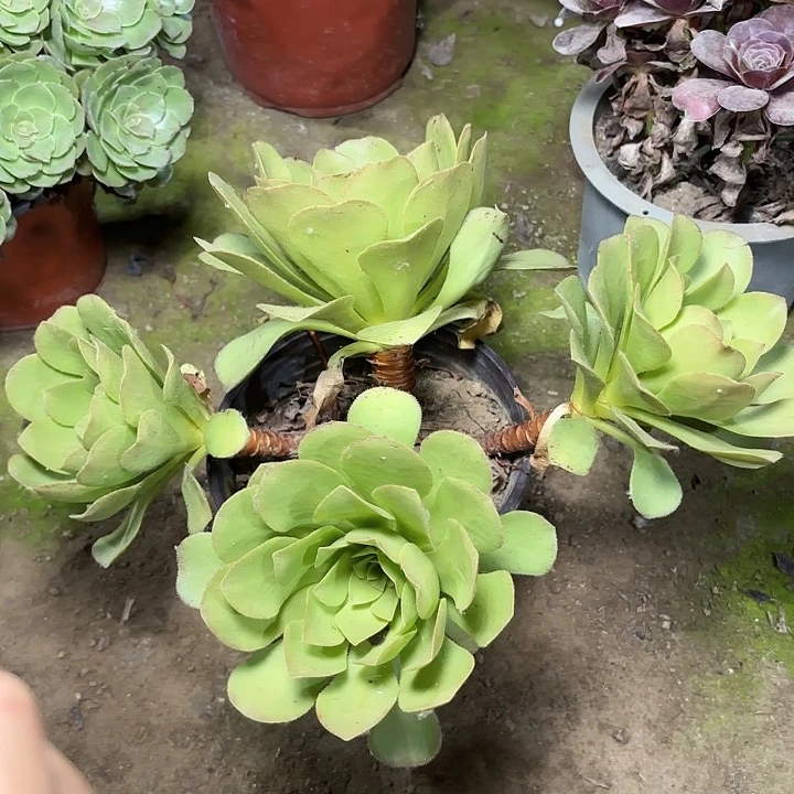 多肉植物相思染34