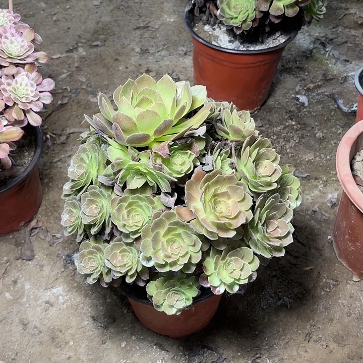 多肉植物赤焰莲28