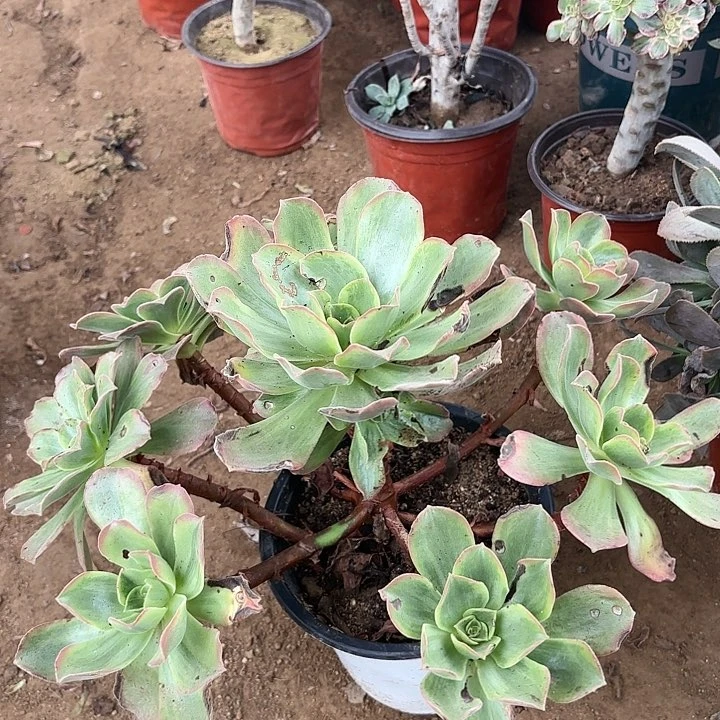 多肉植物玉龙观音锦75