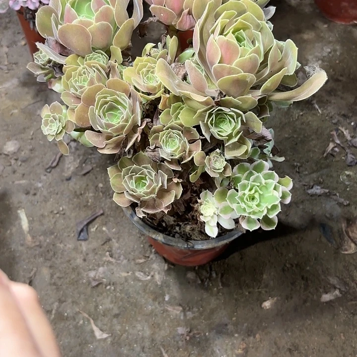 素*多肉植物法师中斑63