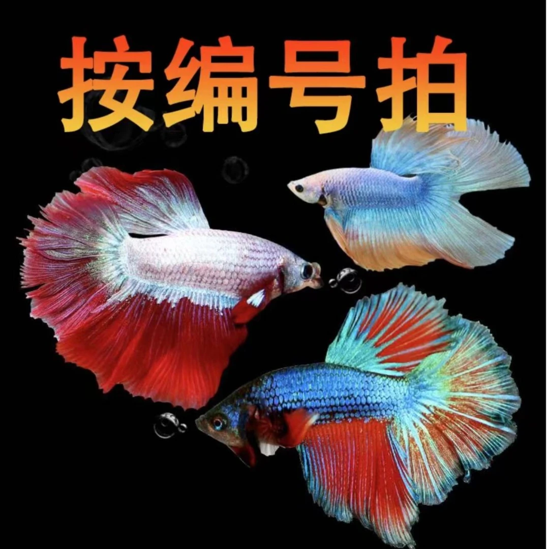 第一版同一场直播拍两条泰国斗鱼观赏鱼热带鱼五彩