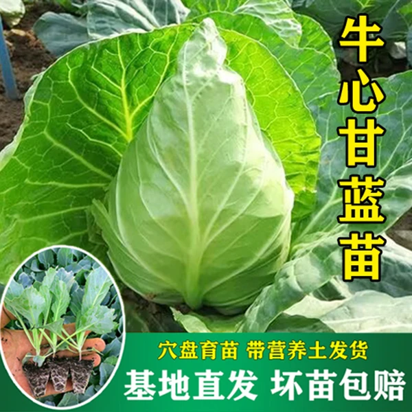 牛心甘蓝苗红菜苔黄心白菜种子青梗西芹乌塌西蓝花包头蔬菜秋冬耐