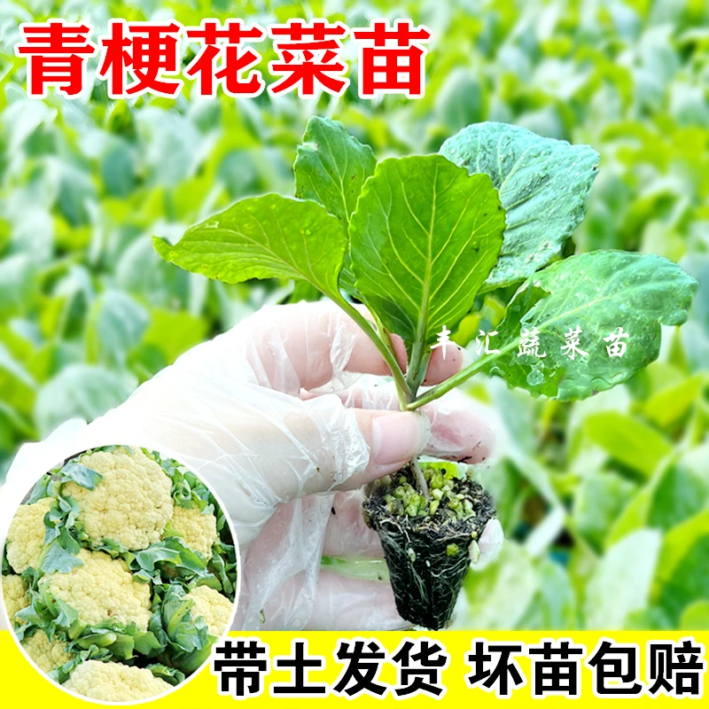 花菜苗种子秧苗松花椰菜黄心包头菜盆栽芹菜乌塌牛心甘蓝包菜苗