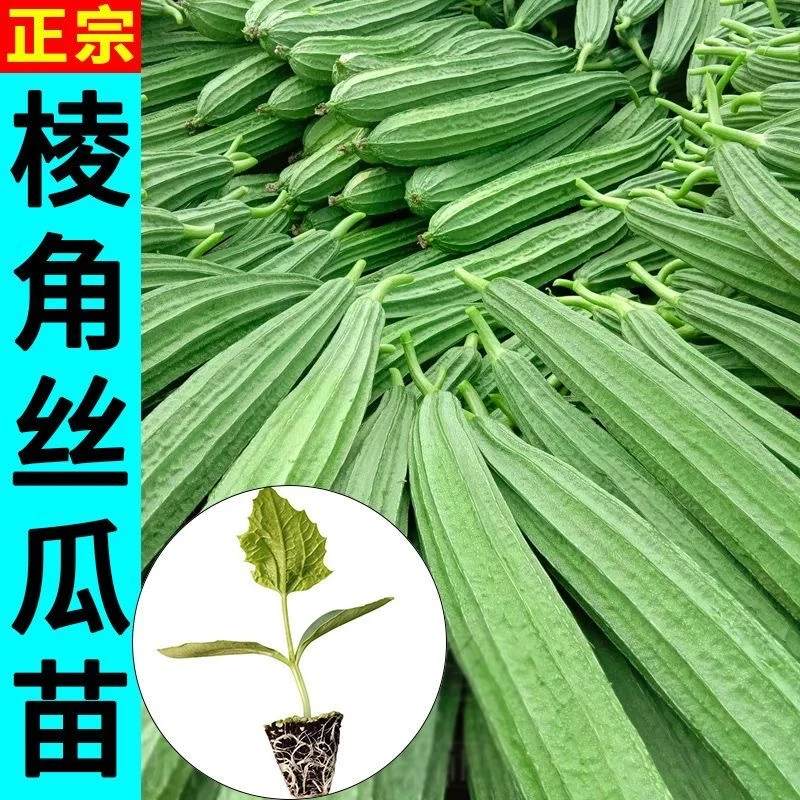 广东棱角丝瓜大肉丝瓜苗长香丝瓜八角丝瓜苗牛奶大花点丝瓜种子带