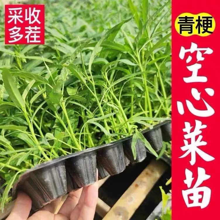 三叉空心菜苗秧苗带原土四季盆栽阳台柳叶大叶空心菜苗种植基地