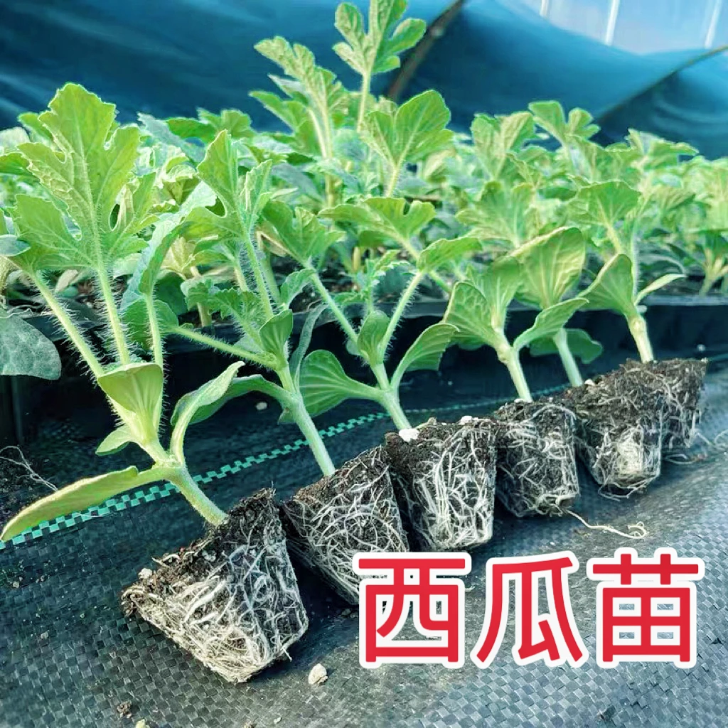 嫁接西瓜苗秧苗8424麒麟瓜美都早熟南方春季种植育苗西瓜苗菜苗