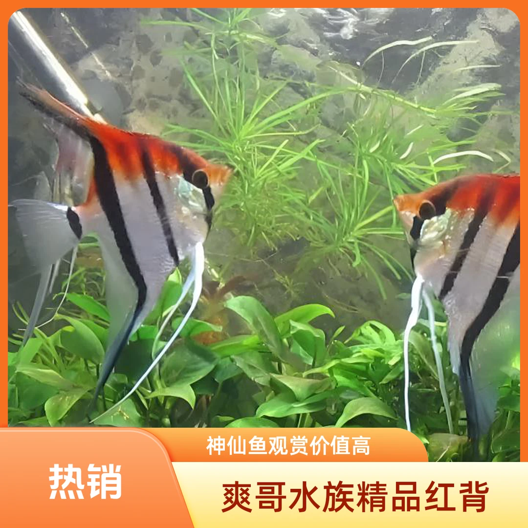 红背埃及神仙鱼魔门斯卡燕鱼活体热带鱼野生秘鲁七彩伊莎贝尔鱼