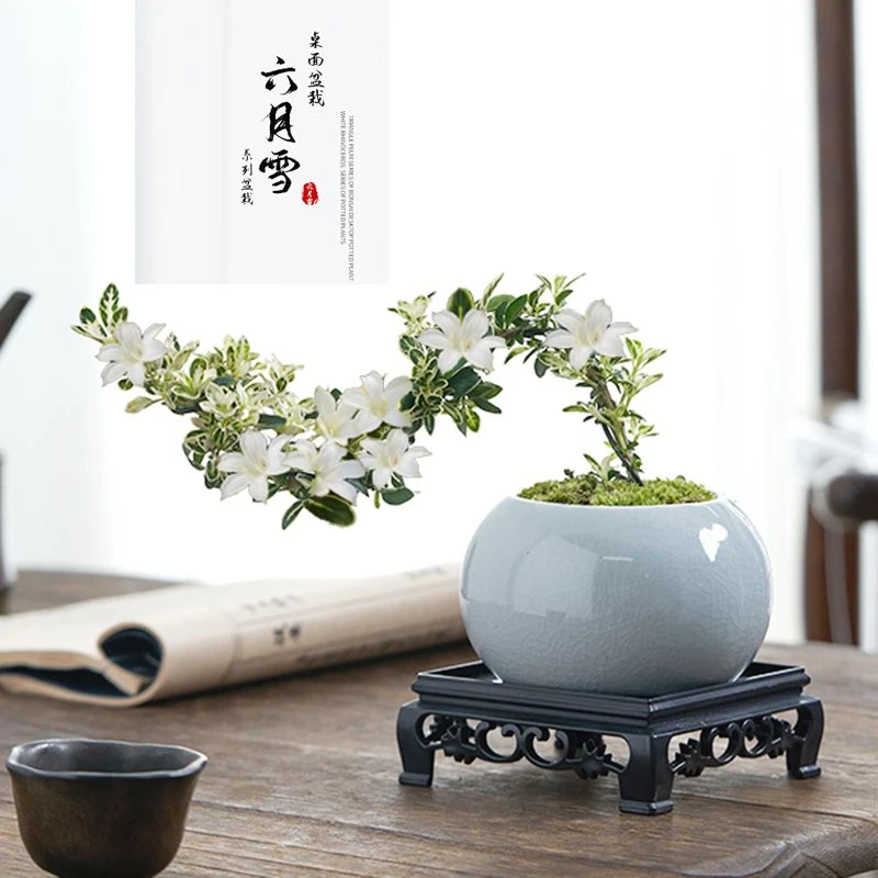 【新品上市】六月雪盆景悬崖红花茶桌禅意室内窗台小绿植物办公室