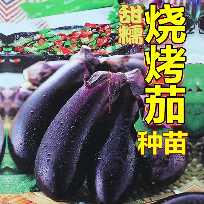 烧烤长茄子秧苗香甜茄子蔬菜秧苗黑茄圆茄杭茄紫色长茄特大紫茄苗