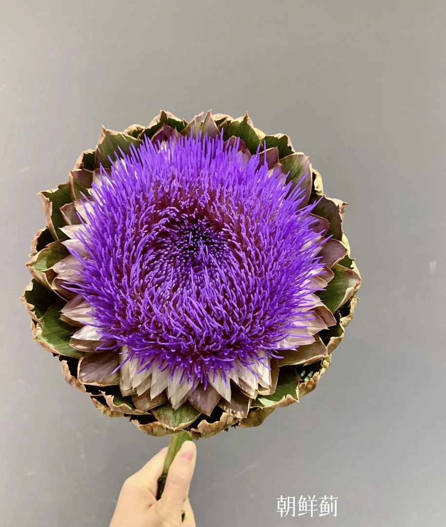 洋蓟花新鲜洋蓟插花双枝