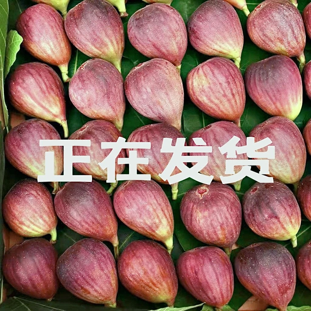 云南红皮无花果当季新鲜水果紫皮五花果现摘包邮2斤大果