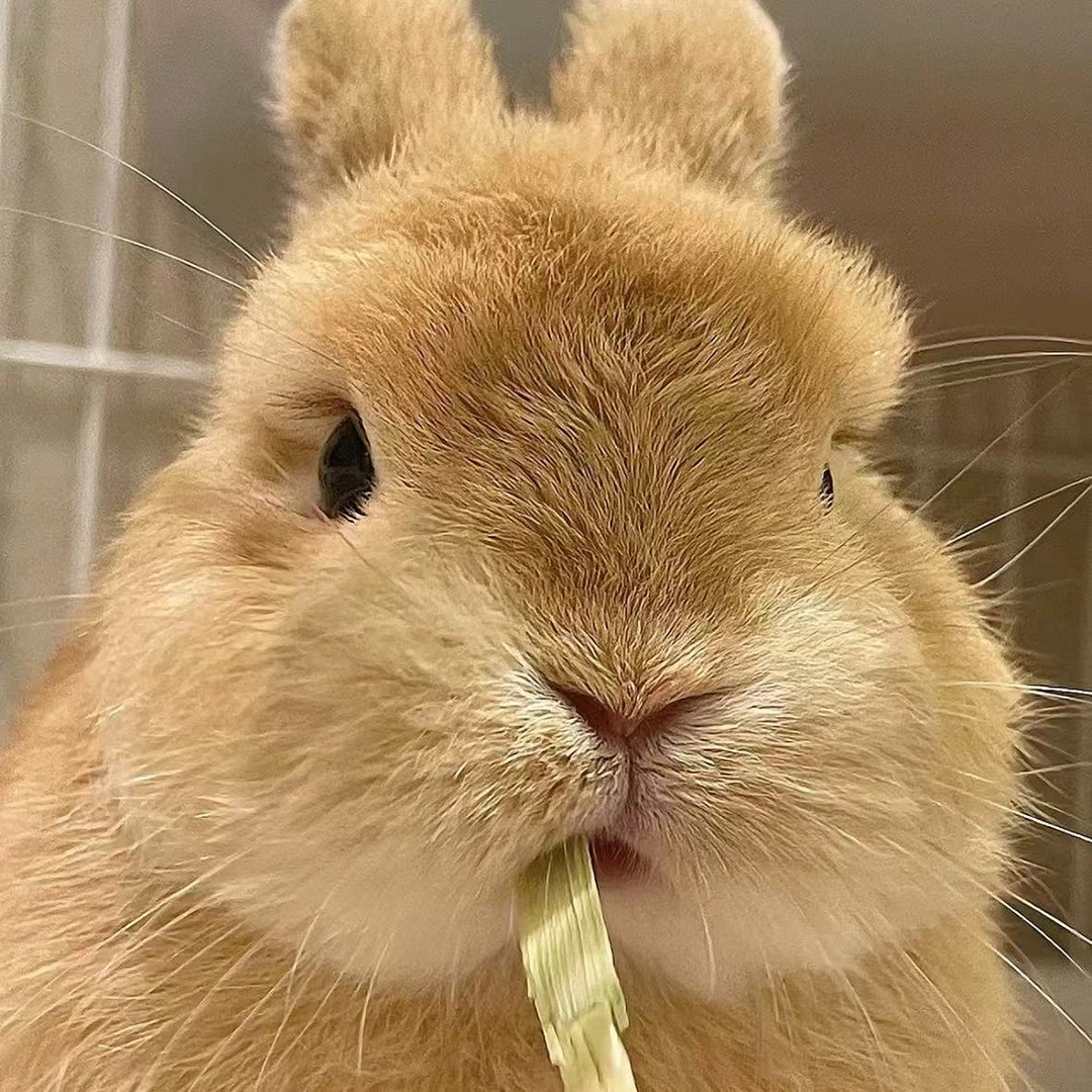 宠物兔活体侏儒兔垂耳兔直播间挑选