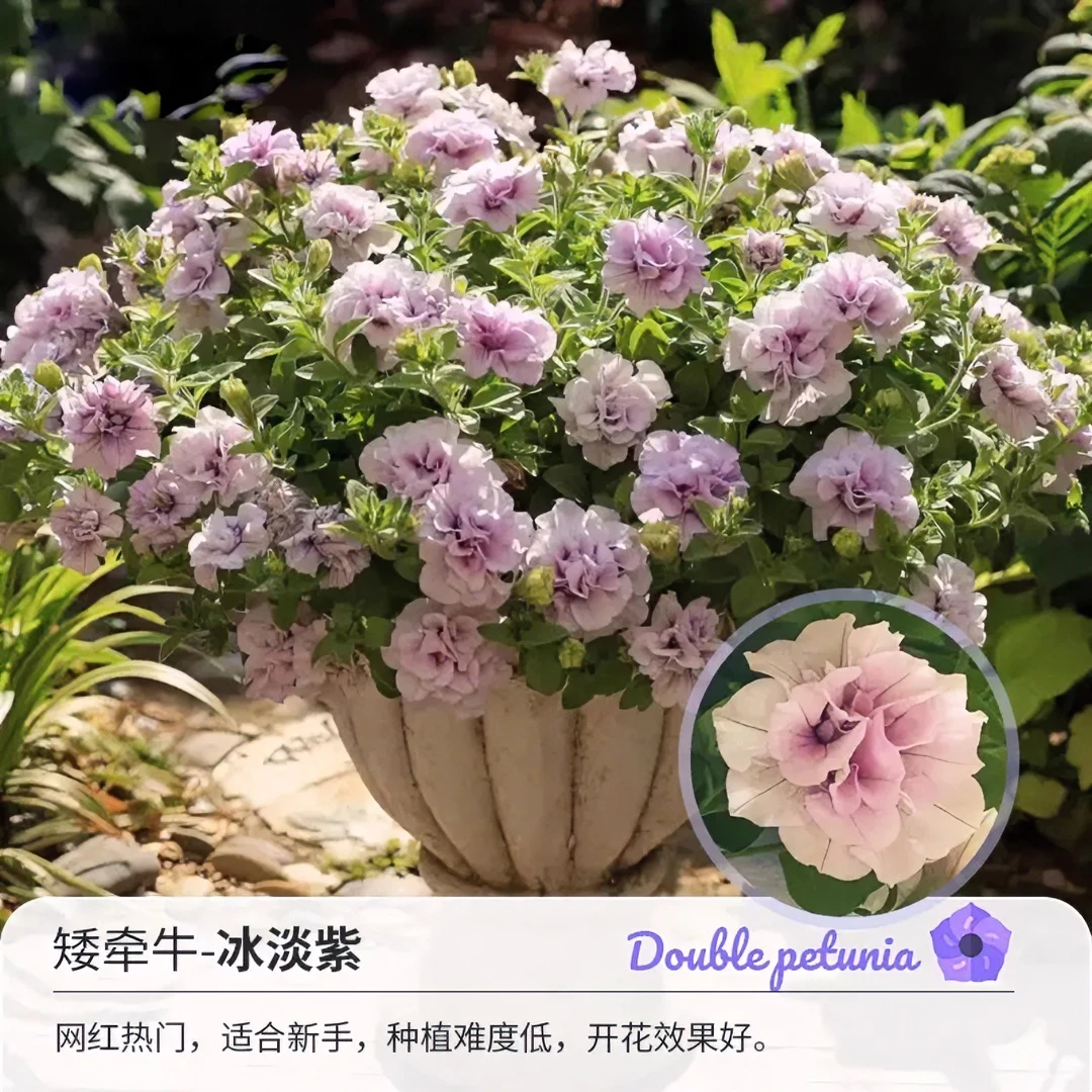 重瓣植株伊丽莎白戴安娜玛利亚苏糖泡泡冰淡紫阳台垂吊草花盆栽