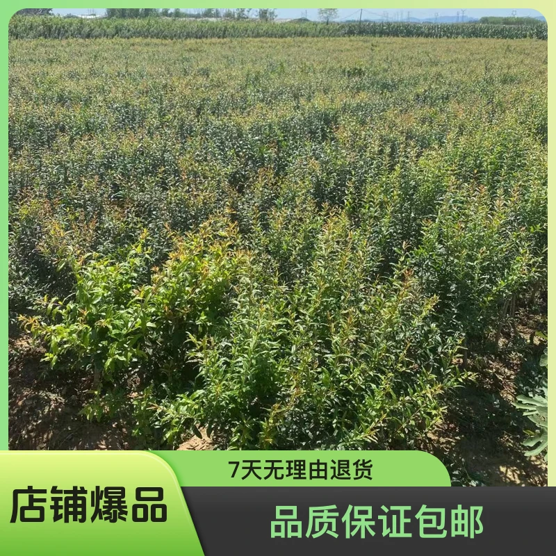 植物基地直发盆栽地栽品质保证包邮