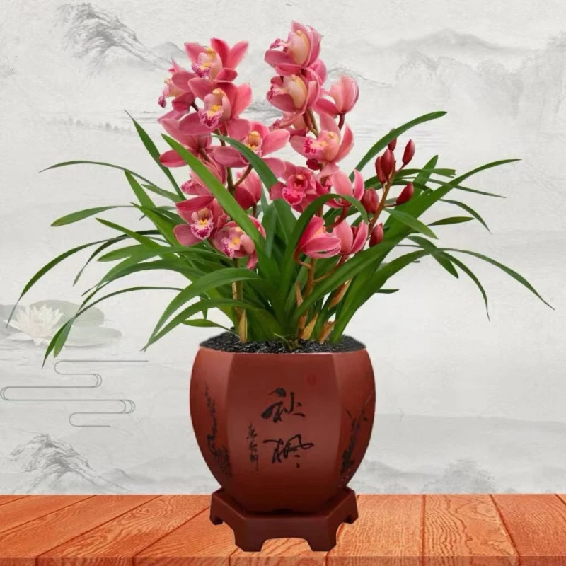 年宵花（带花苞）中国红宝石大花国兰浓香型花卉绿植盆栽双喜临门