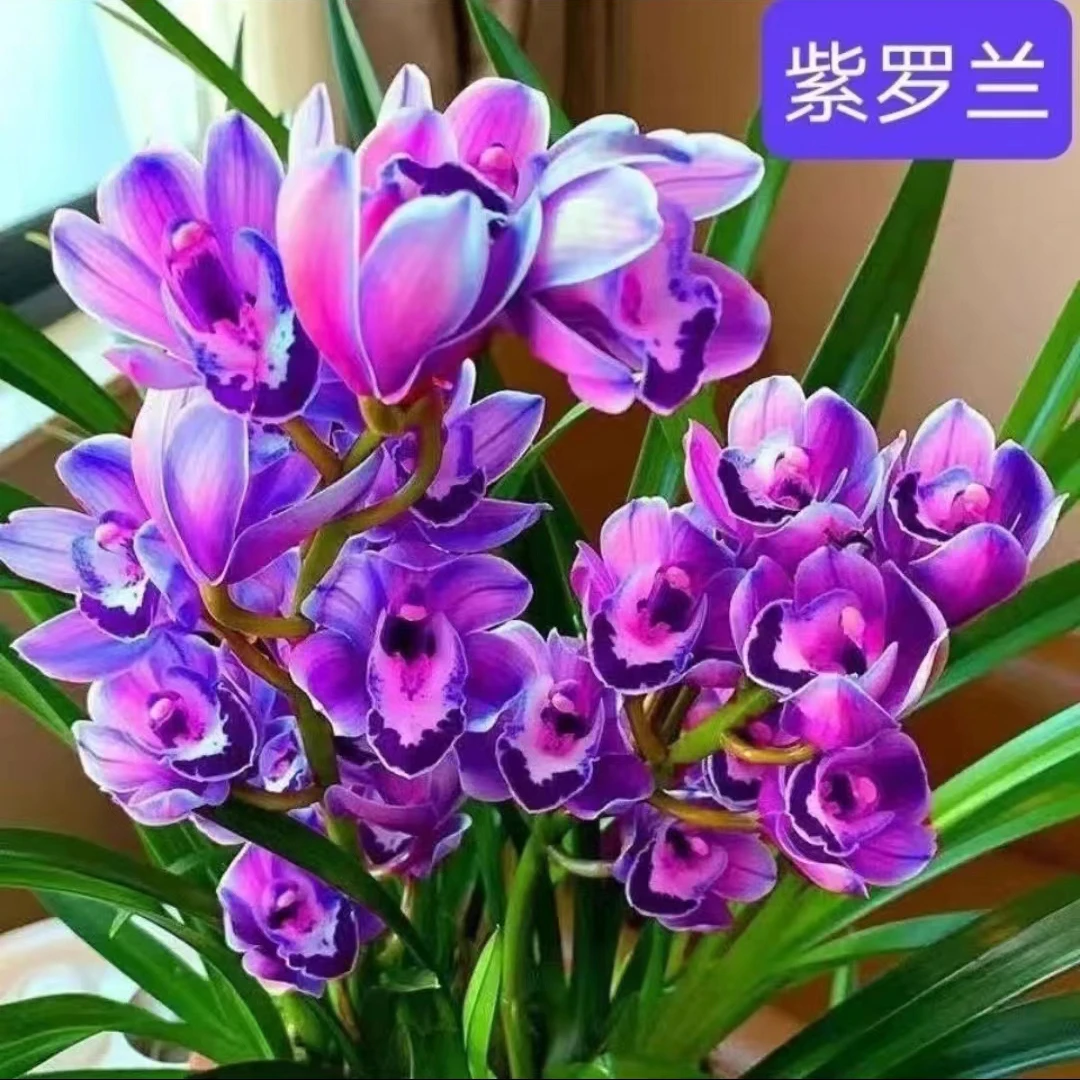 (紫罗兰)紫气东来开花超级香蕙兰室内外花卉绿植兰花