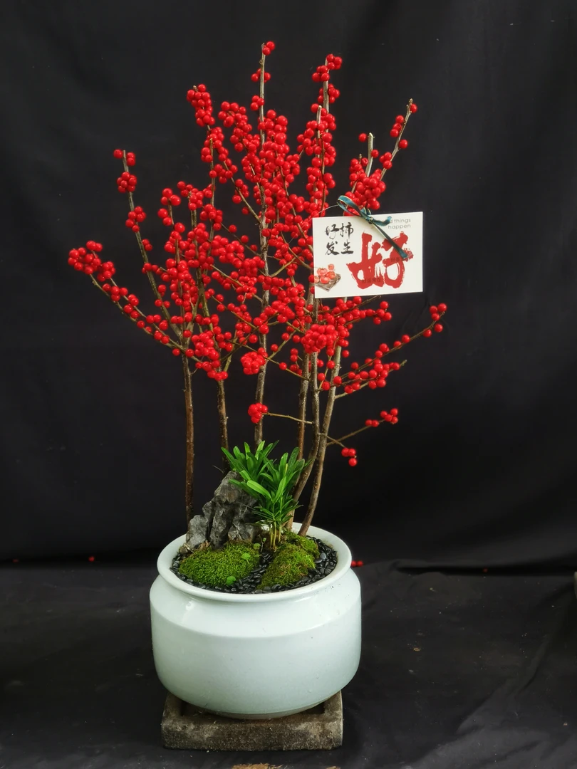 北美冬青室内盆栽