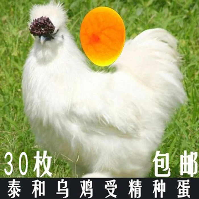 江西泰和正宗原种乌鸡种蛋 顺丰包邮到家