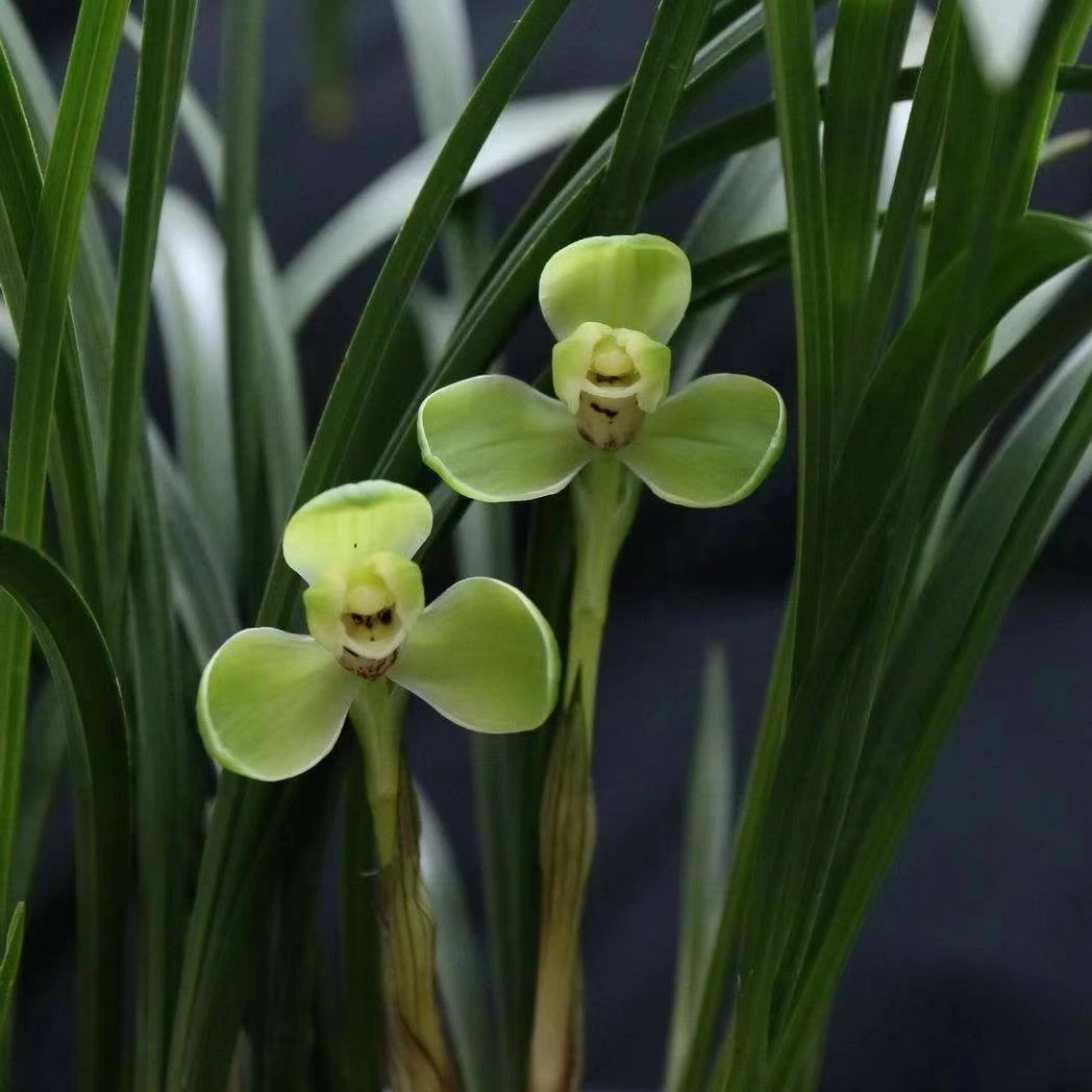 春兰老八种  「宋梅」  春节前后开花  浓香型