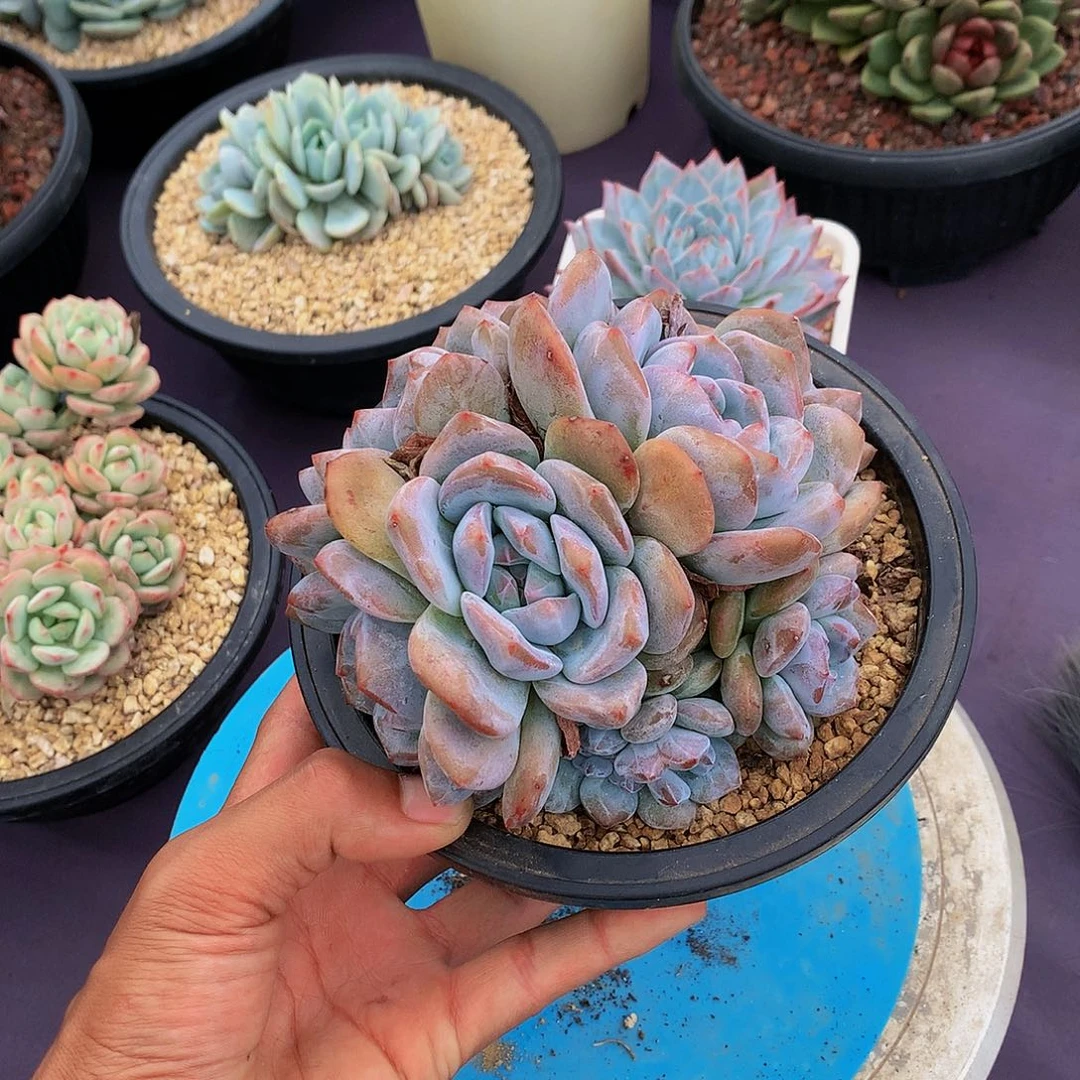 红陶20CM（含）-50CM（不含）布*